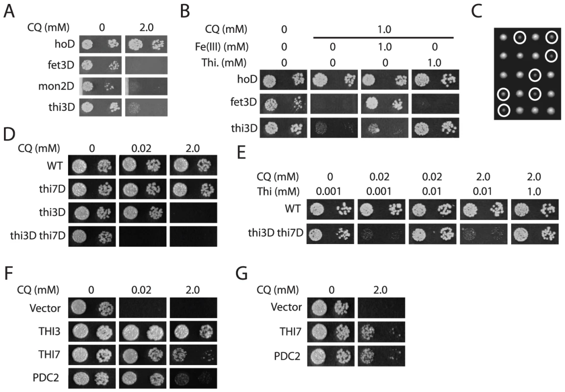 CQ possibly affects multiple biological functions.