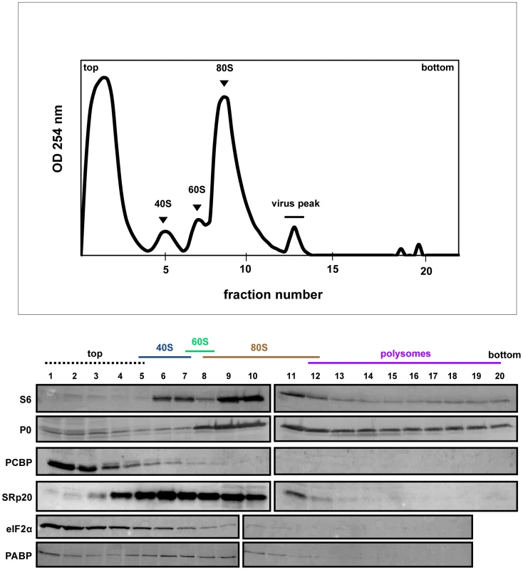 SRp20 and PCBP2 co-sedimentation with 40S ribosomal subunits in poliovirus-infected cells (5 hr post-infection).