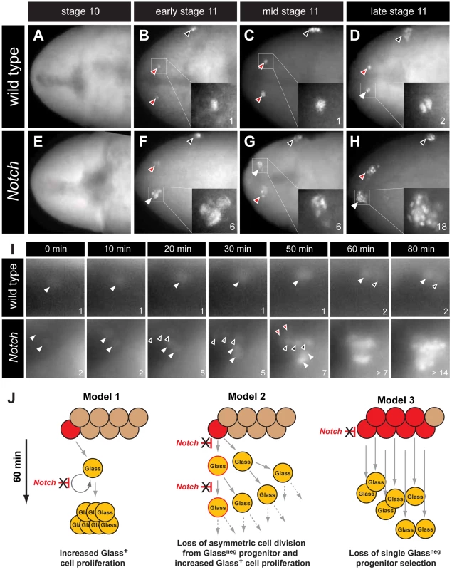 The emergence of multiple Glass<sup>+</sup> CC precursors in <i>Notch</i> mutants.