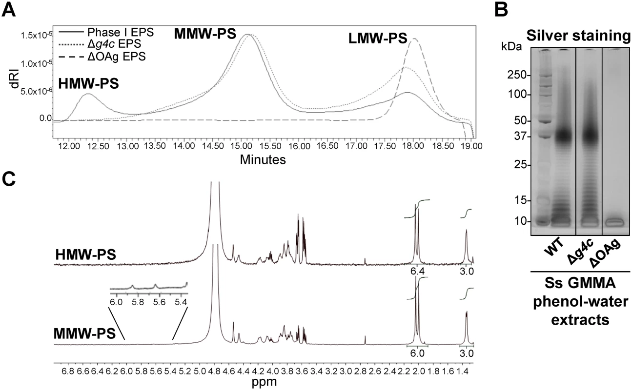 <i>S</i>. <i>sonnei g4c</i> cluster encodes for a high molecular weight O antigen polysaccharide.