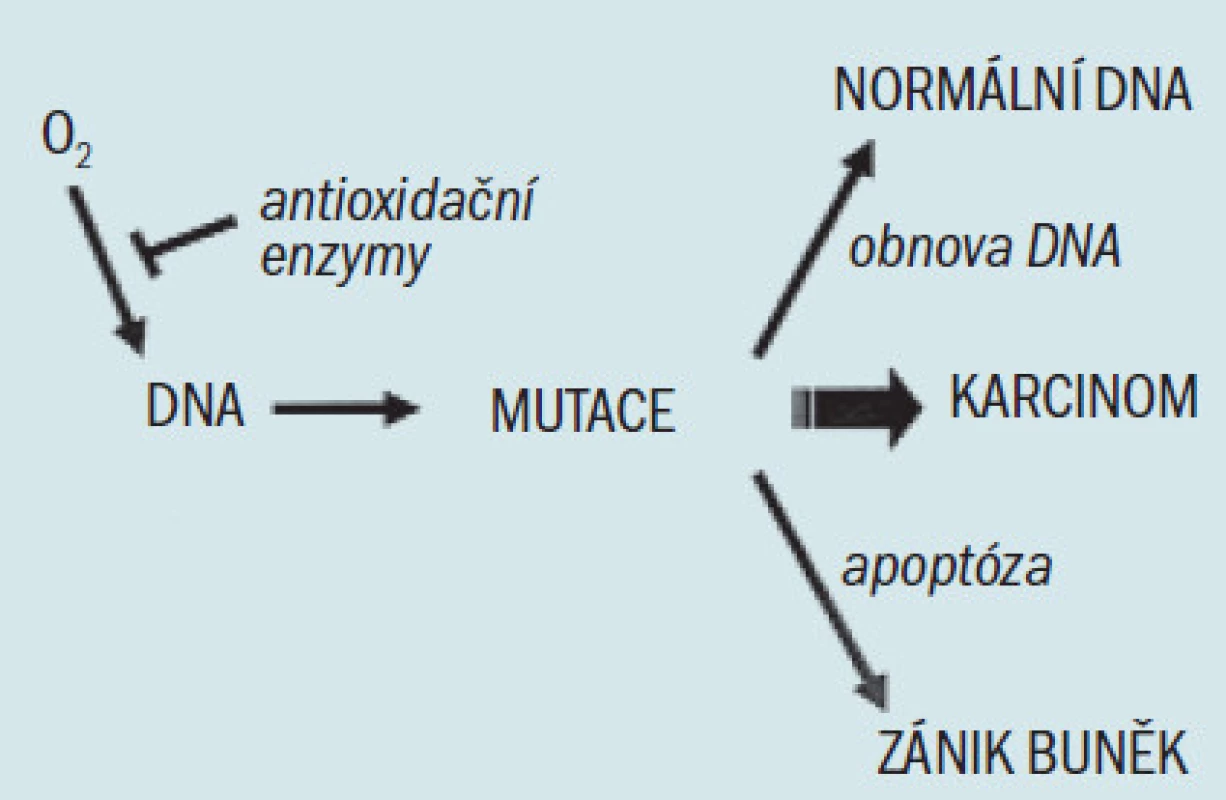 Zjednodušený model účinku buněčné obrany proti oxidačnímu stresu. Reakční kyslík, zobrazený jako volný radikál kyslíku (O<sub>2</sub>), se může vázat na DNA a způsobovat mutace. Defekty buněčných obranných mechanizmů (zahrnujících antioxidační enzymy, mechanizmy obnovy DNA a apoptózu) mohou umožnit akumulaci mutací, což vede ke vzniku karcinomu.