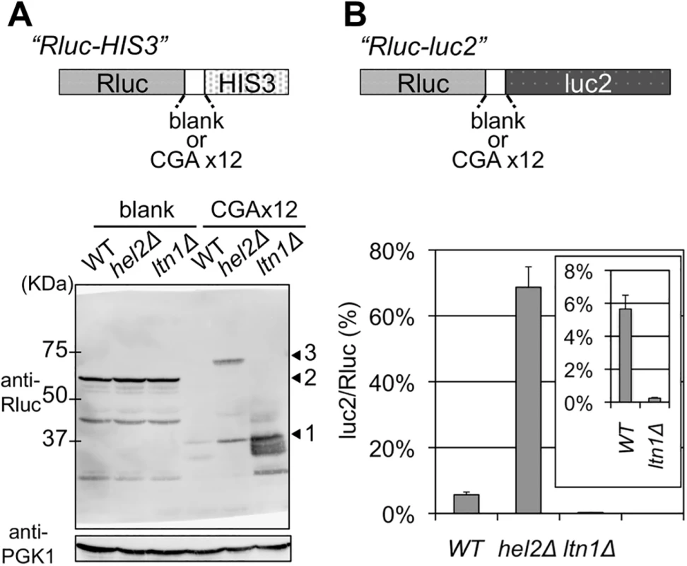 Comparisons of the effects of deleting Hel2 and Ltn1.