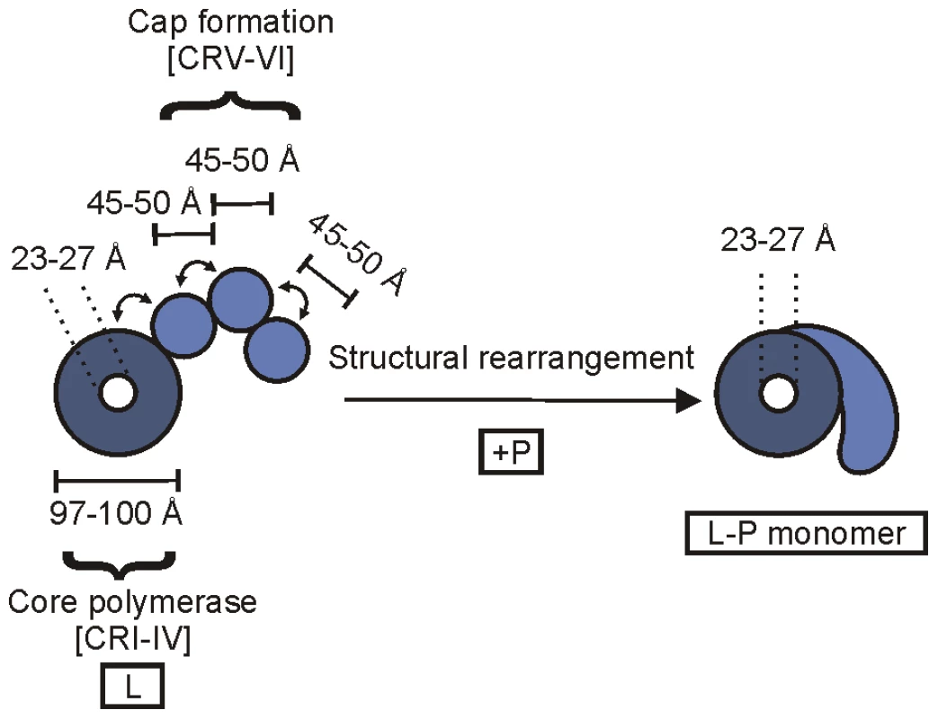 A schematic of the architecture of the VSV polymerase.