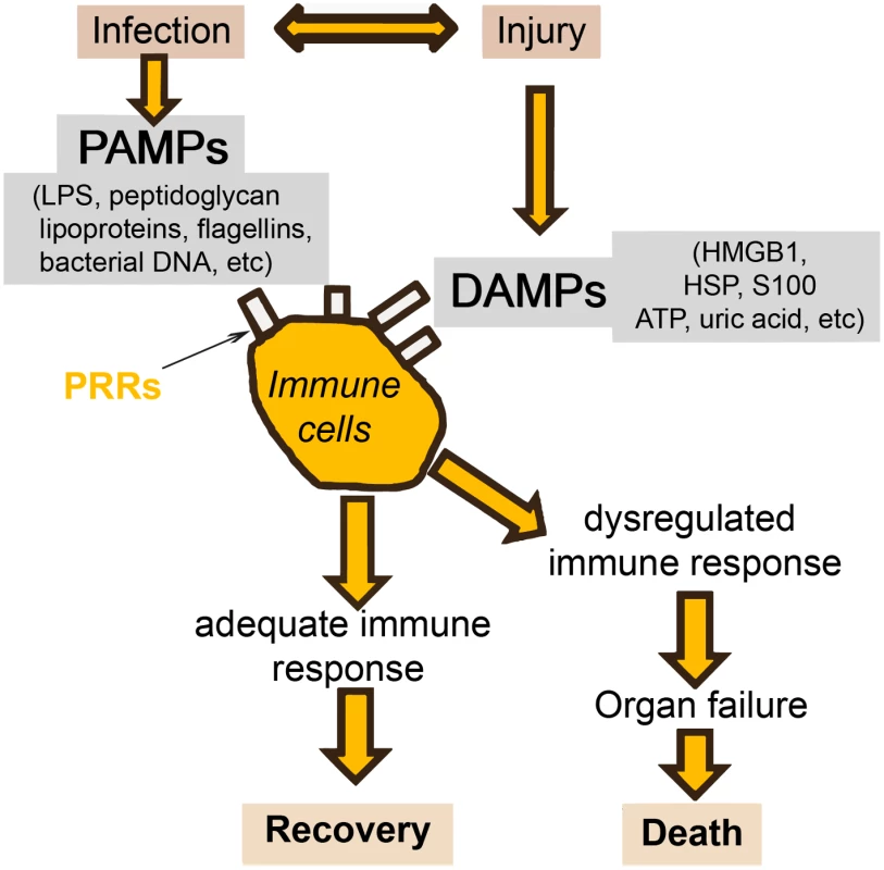 Simplification of the host response to an infection.