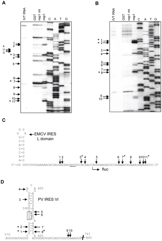 Primer extension analysis of Ren-EMCV-FF and Ren-PV-FF after incubation with GST, nsp1 or nsp1-mt.