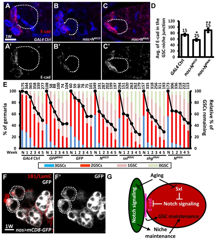 Forced Notch signaling in GSCs accelerates age-dependent GSC loss.
