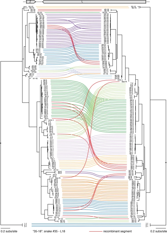 Numerous viral L segment genotypes were present in infected animals, including recombinant genotypes.