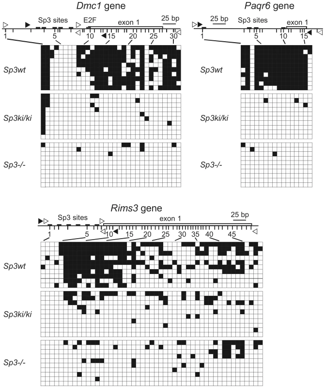 SUMOylation-dependent CpG methylation of the <i>Dmc1</i>, <i>Paqr6</i>, and <i>Rims3</i> genes.