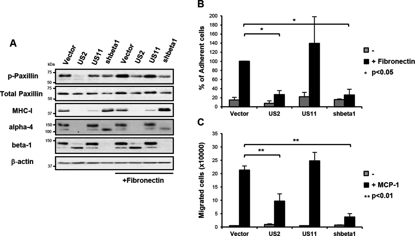 US2-mediated downregulation of integrins inhibits downstream integrin-mediated signalling, cell adhesion and migration.