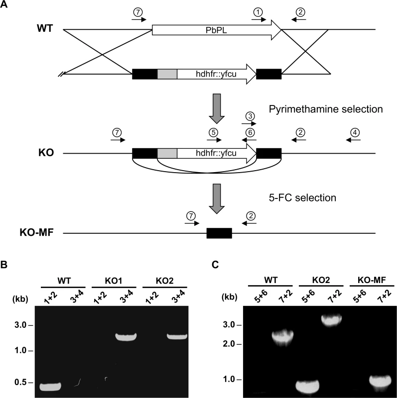 Generation and genotype analyses of PbPL-knockout parasite lines.