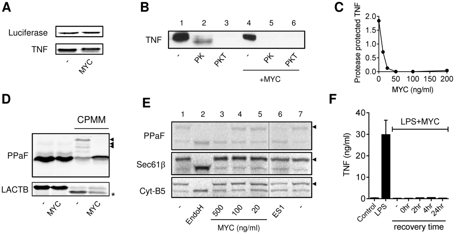 Mycolactone inhibits co-translational translocation of proteins into the ER via a mechanism that does not disrupt the structural integrity of the ER.