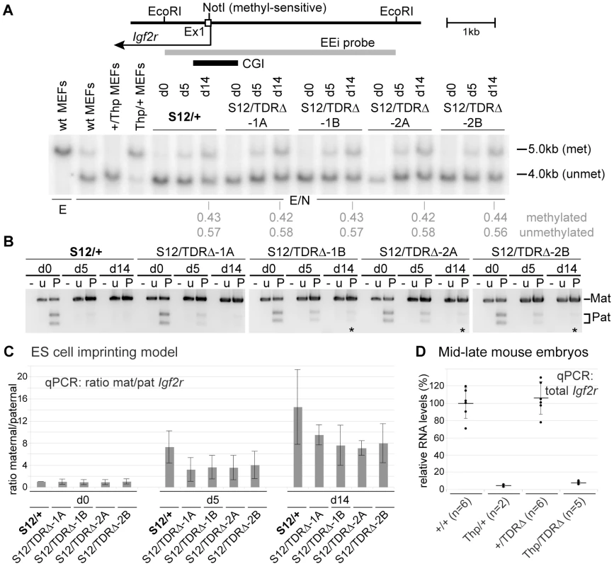 TDR absence has a minor effect on paternal <i>Igf2r</i> repression.