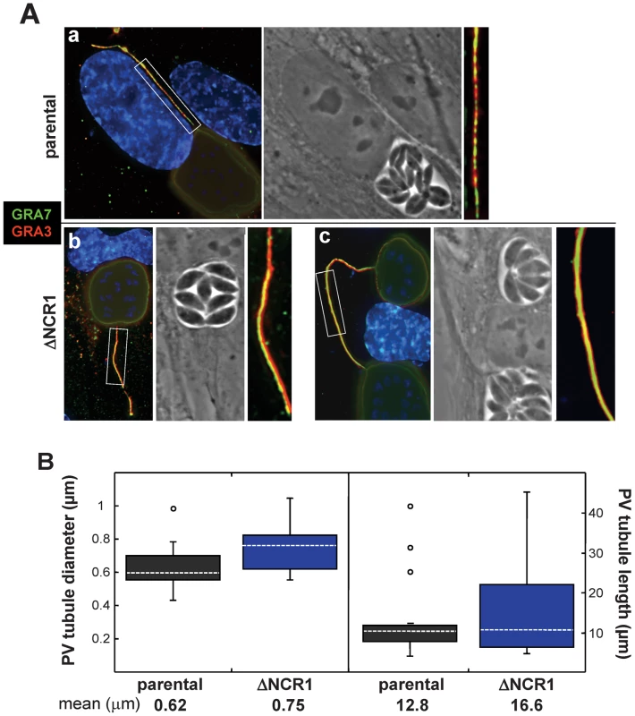 Characteristics of PV membranous extensions formed by the ΔNCR1 and parental strains.