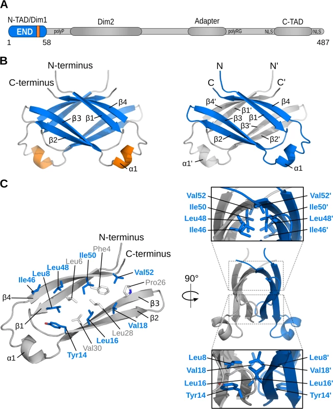 Structure of the EBNA-2 N-terminal dimerization (END) domain.