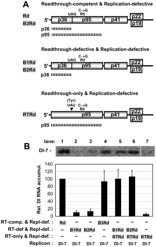 Analysis of RT using replication-defective genomes and a DI RNA replicon reporter.