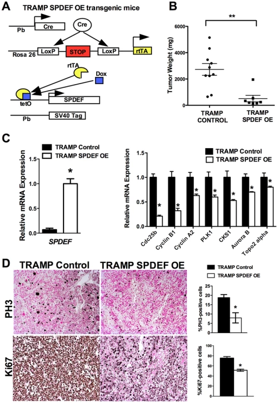 Transgenic expression of SPDEF in prostate epithelium decreased prostate carcinogenesis.