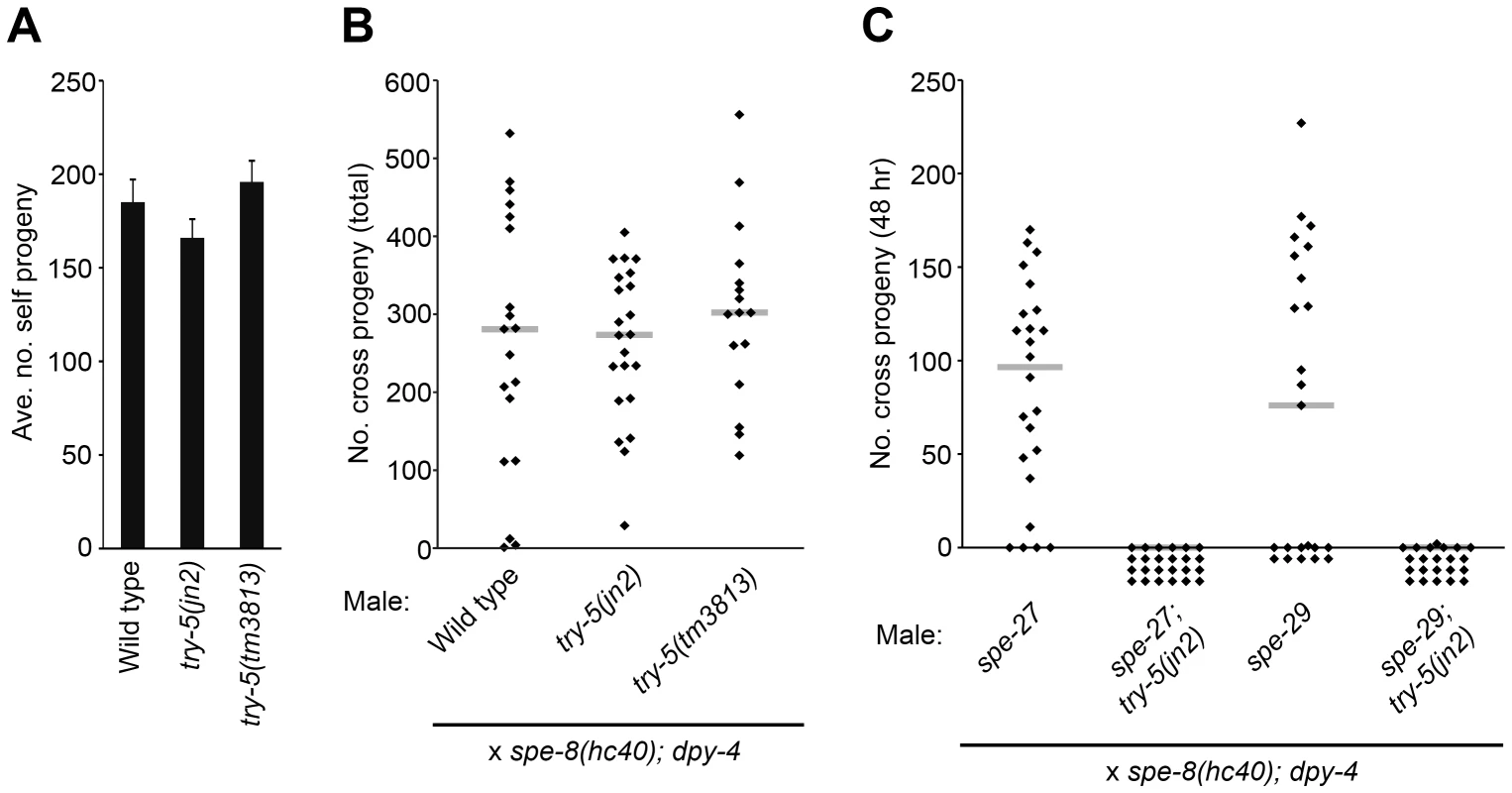 <i>try-5</i> is not required for fertility and functions in parallel to the <i>spe-8</i> group.