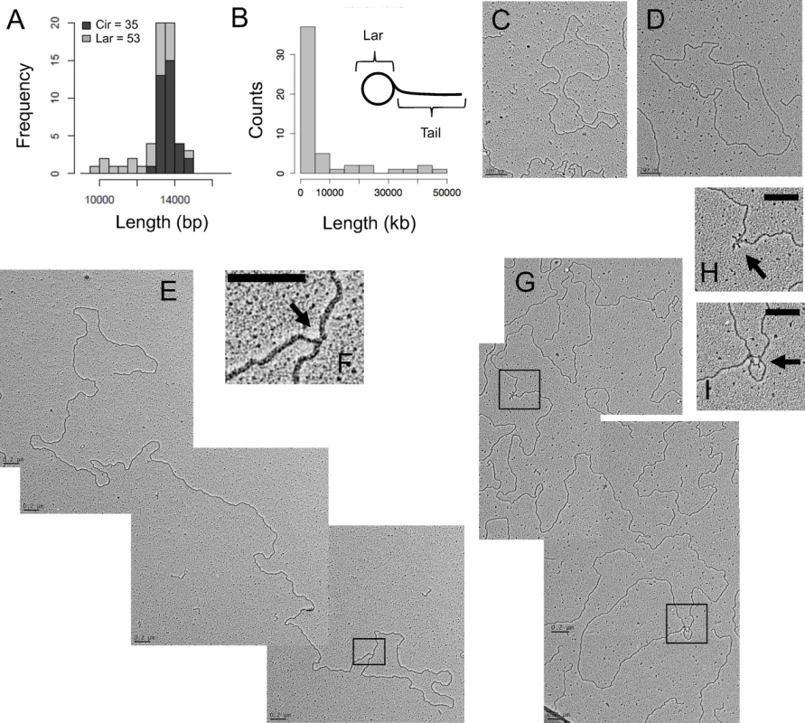 <i>C</i>. <i>elegans</i> mtDNA forms lariat-shaped rolling circle replication intermediates.