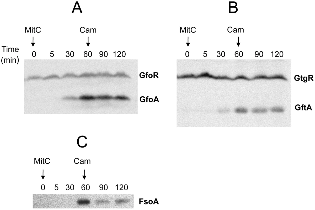 Monitoring Gifsy phage repressors and antirepressors under inducing conditions.
