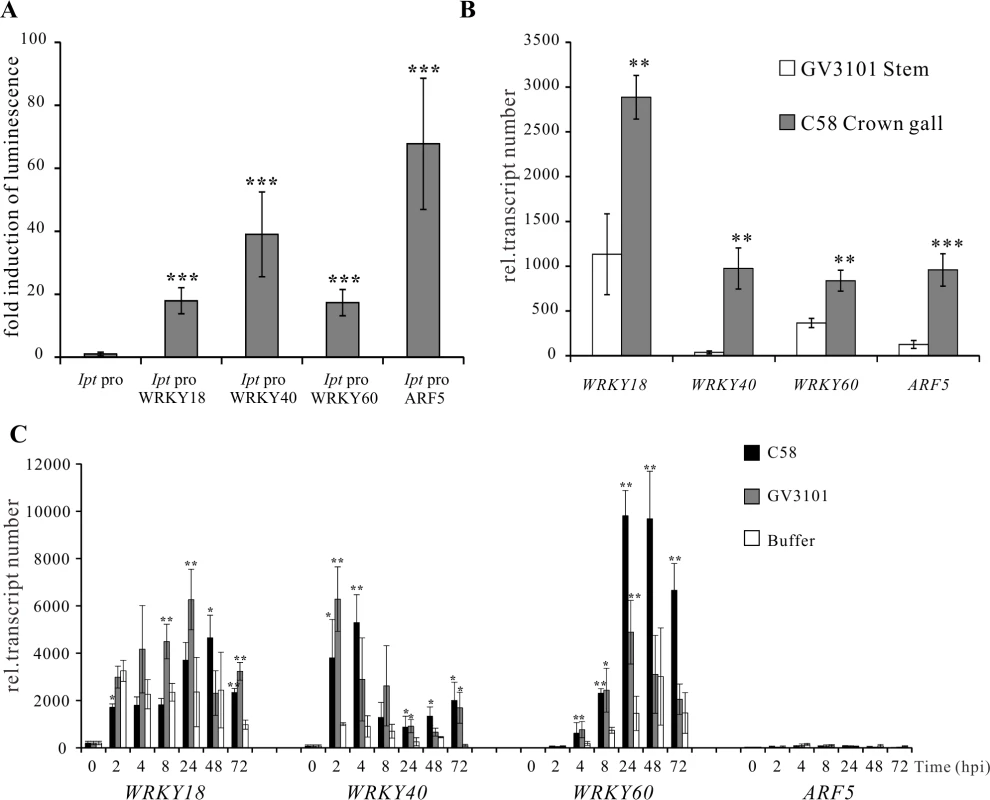 Activation of the <i>Ipt</i> promoter and gene expression of <i>WRKY18, WRKY40, WRKY60</i> and <i>ARF5</i>.