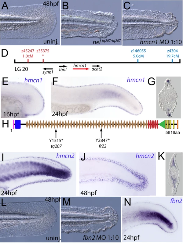 The fin blistering of <i>nagel</i> mutants is due to mutations in the <i>hemicentin1</i> gene.