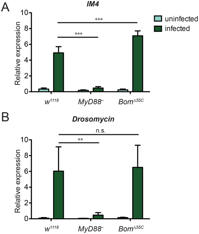 Toll-mediated activation of immune genes is normal in <i>Bom</i><sup><i>Δ55C</i></sup> flies.