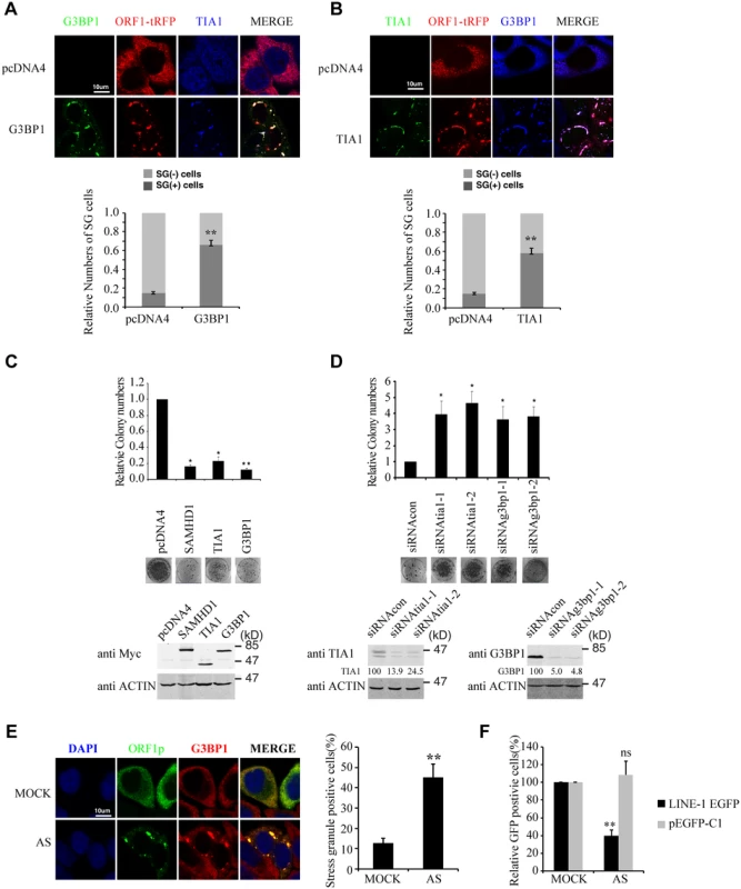Stress granule pathway restricts LINE-1 retrotransposition.