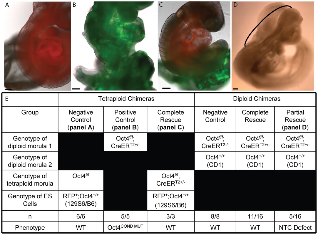 Tetraploid chimeras indicate that Oct4 is not required extraembryonically ∼E7.5, while diploid chimeras indicate that Oct4<sup>+/+</sup> can compensate for Oct4<sup>−/−</sup> cells embryonically.