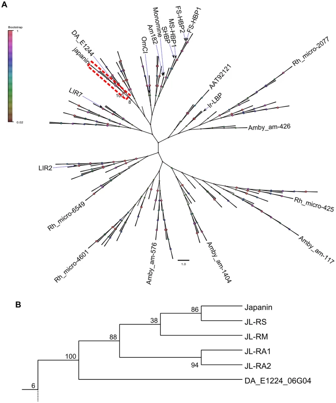 Japanin-like proteins form a clade within hard tick lipocalins.