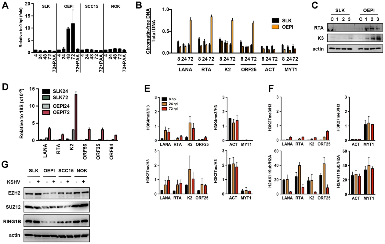 Euchromatinization of the KSHV genome in gingival oral epithelial cells following <i>de novo</i> infection.