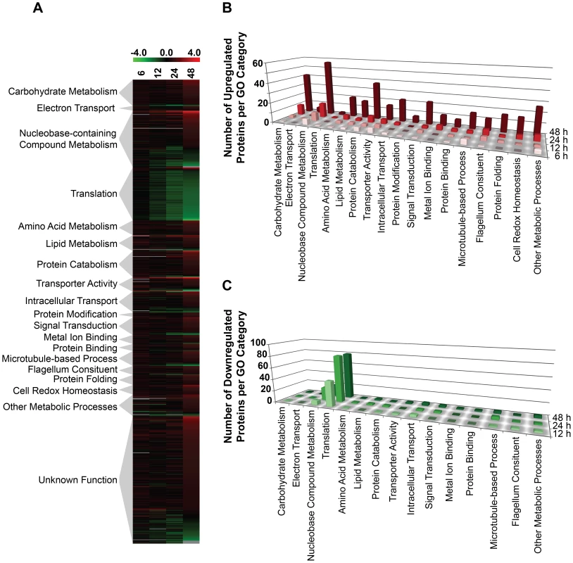 Global proteome remodeling in purine-starved cells.