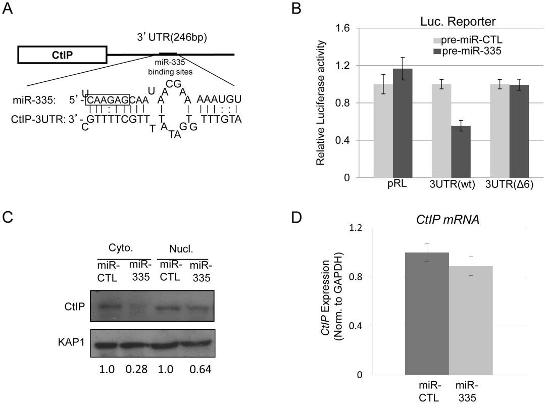 CtIP is a protein target of miR-335.