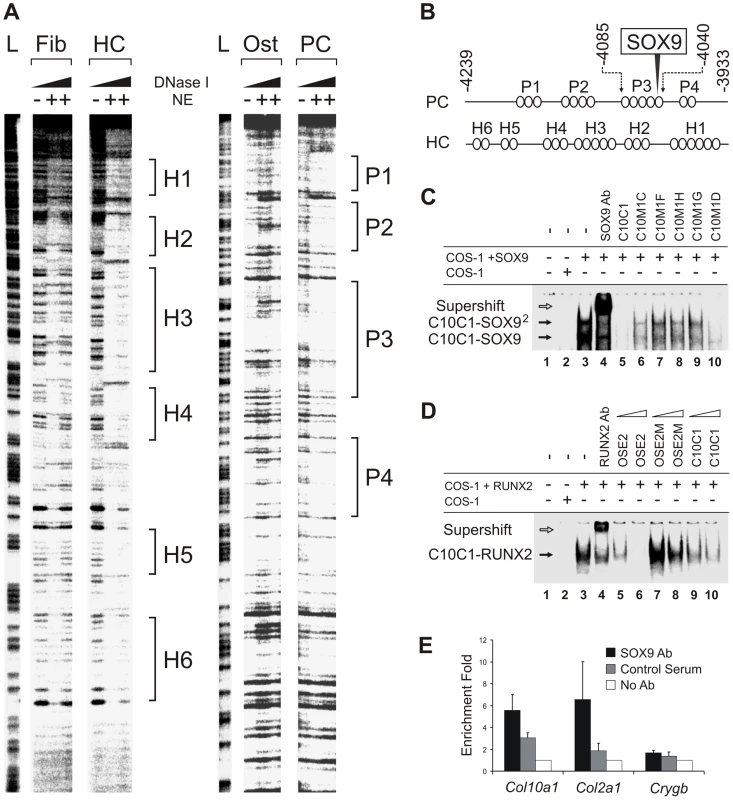 Interaction of SOX9 with a conserved upstream element of <i>Col10a1</i>.