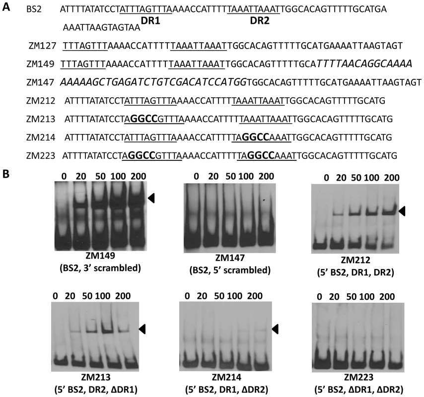 Analysis of BosR binding to BS2.