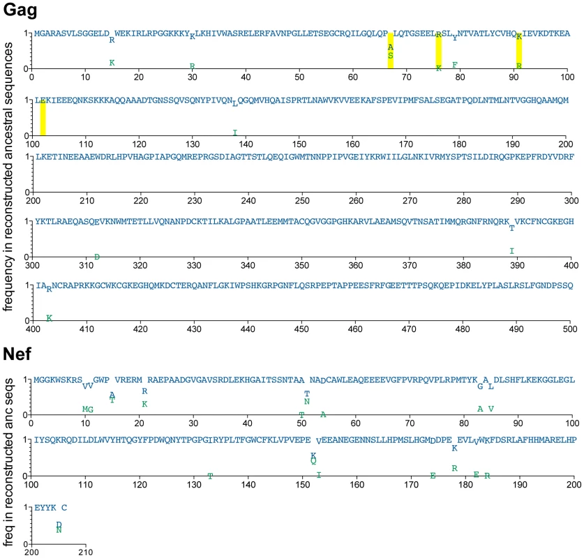 Reconstructed ancestral sequences at the root of the inferred Gag and Nef phylogenies, representing the estimated most recent common ancestor (MRCA) of the North American epidemic.