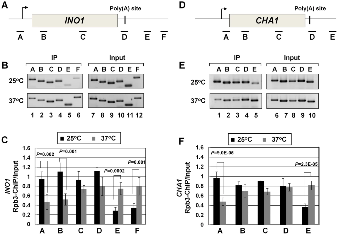 RNAP II density in the promoter region exhibits a decline in the <i>clp1<sup>ts</sup></i> mutant.