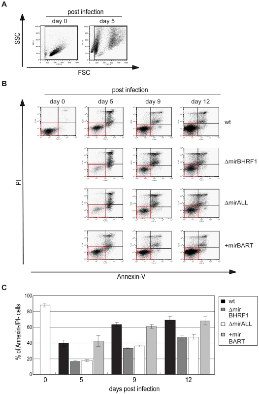 Spontaneous apoptosis of primary B cells infected with prototype or miRNA-mutated EBVs.