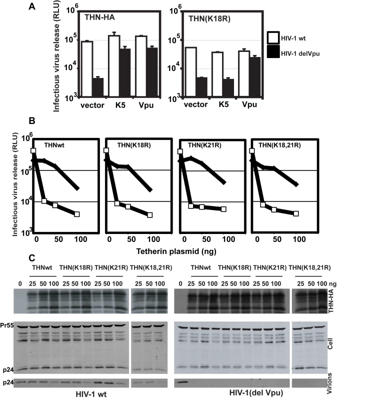 K18 is required for tetherin antagonism by K5 but both cytoplasmic tail lysines are dispensable for Vpu-mediated antagonism.