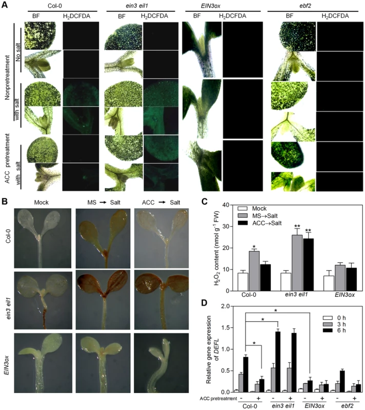 ROS accumulation in salt-treated Col-0, <i>ein3eil1</i>, <i>EIN3ox</i> and <i>ebf2</i> plants.