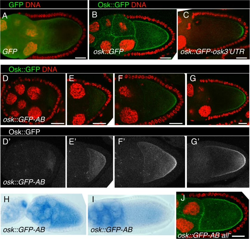 Regional inhibition of Bru repression.