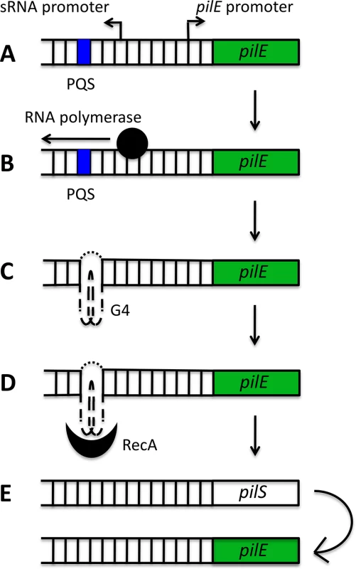 Schematic model of the role of the <i>pilE</i> G-quadruplex (G4) in <i>N</i>. <i>gonorrhoeae</i> pilin antigenic variation.
