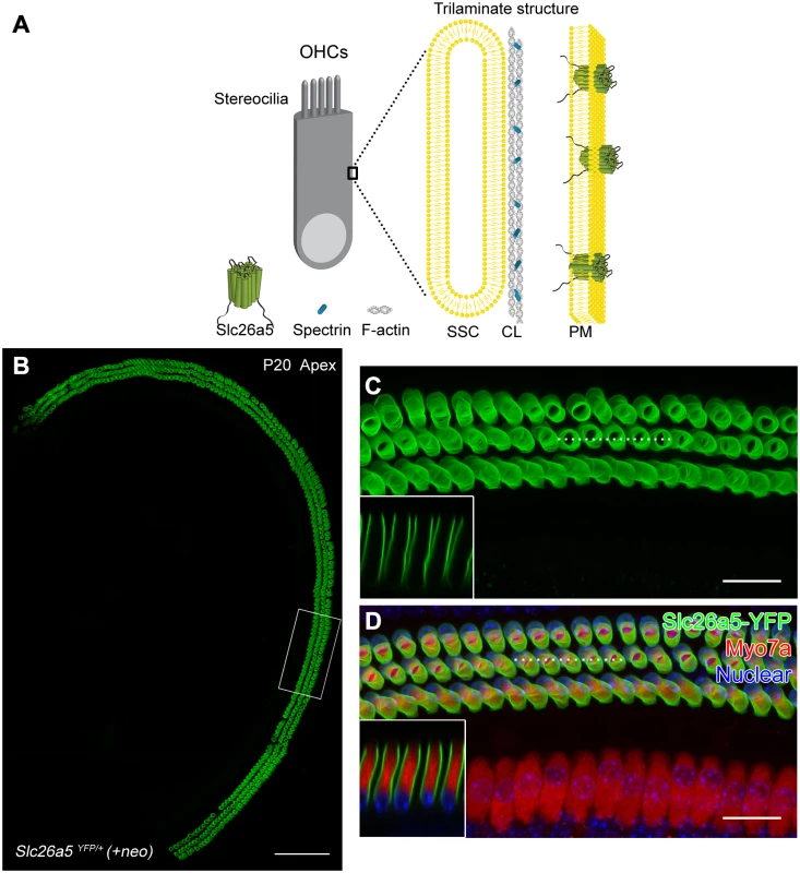 Slc26a5-YFP recapitulates endogenous Slc26a5 distribution and is functional in <i>Slc26a5</i><sup><i>YFP/+</i></sup> <i>(+neo)</i> mice.