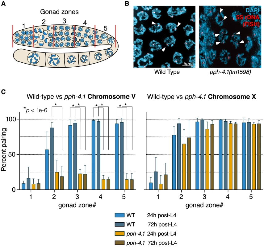 Autosomal pairing is diminished in <i>pph-4.1</i> mutants.