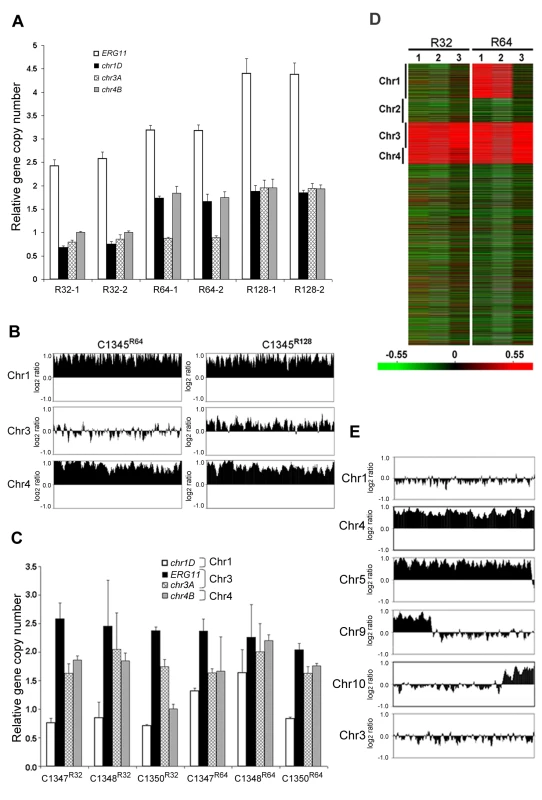 The importance of <i>ERG11</i> and <i>AFR1</i> in Chr1 duplication.
