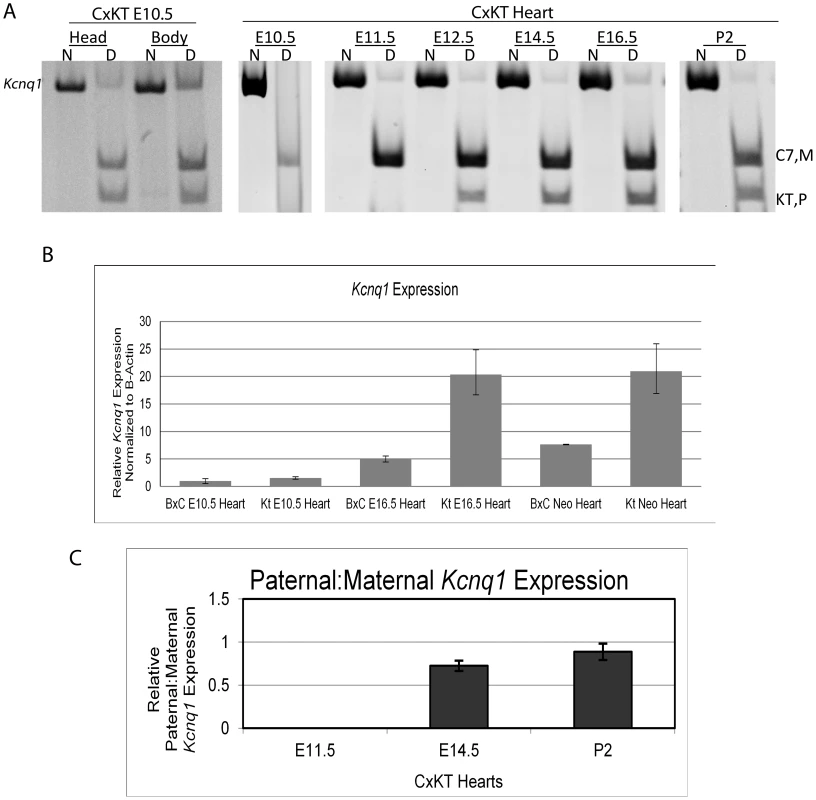 <i>Kcnq1</i> expression in the heart during development when the truncated <i>Kcnq1ot1</i> (<i>K-term</i> mutation) is inherited paternally.