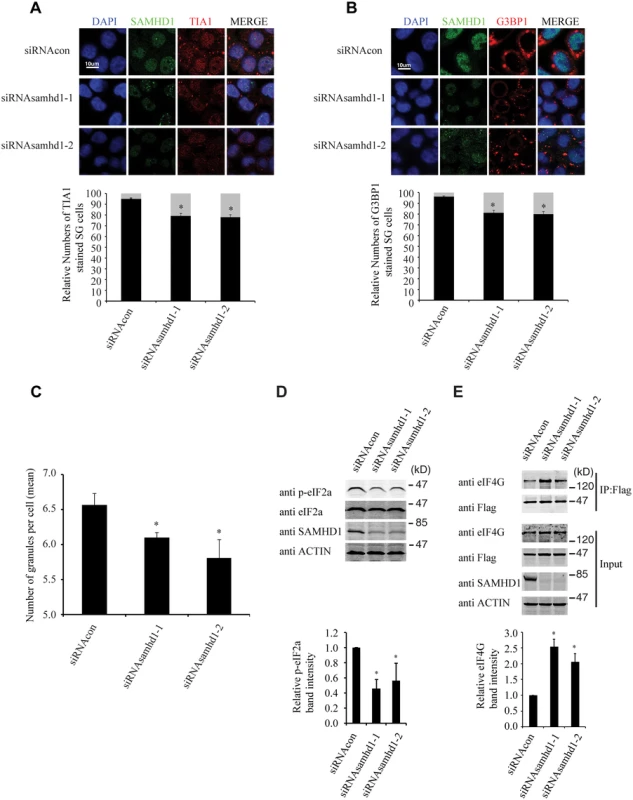 Knockdown of SAMHD1 diminishes the formation of stress granules.