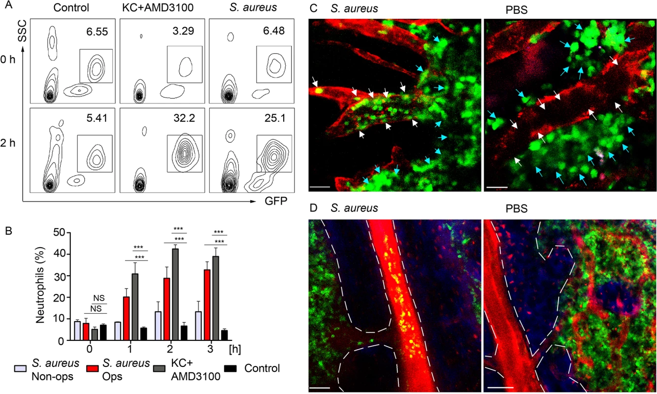 BM neutrophils are mobilized to the blood stream after local immunization.