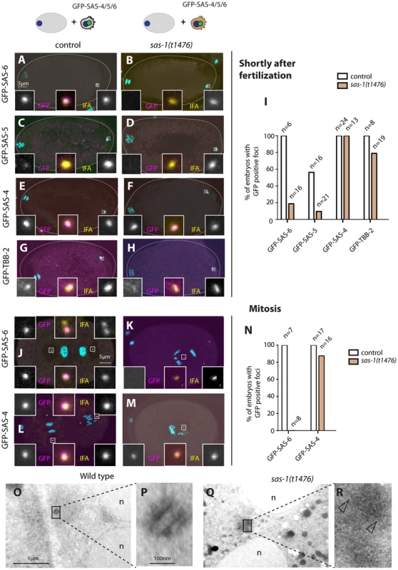 <i>sas-1</i> is required paternally for centriole integrity in the embryo.
