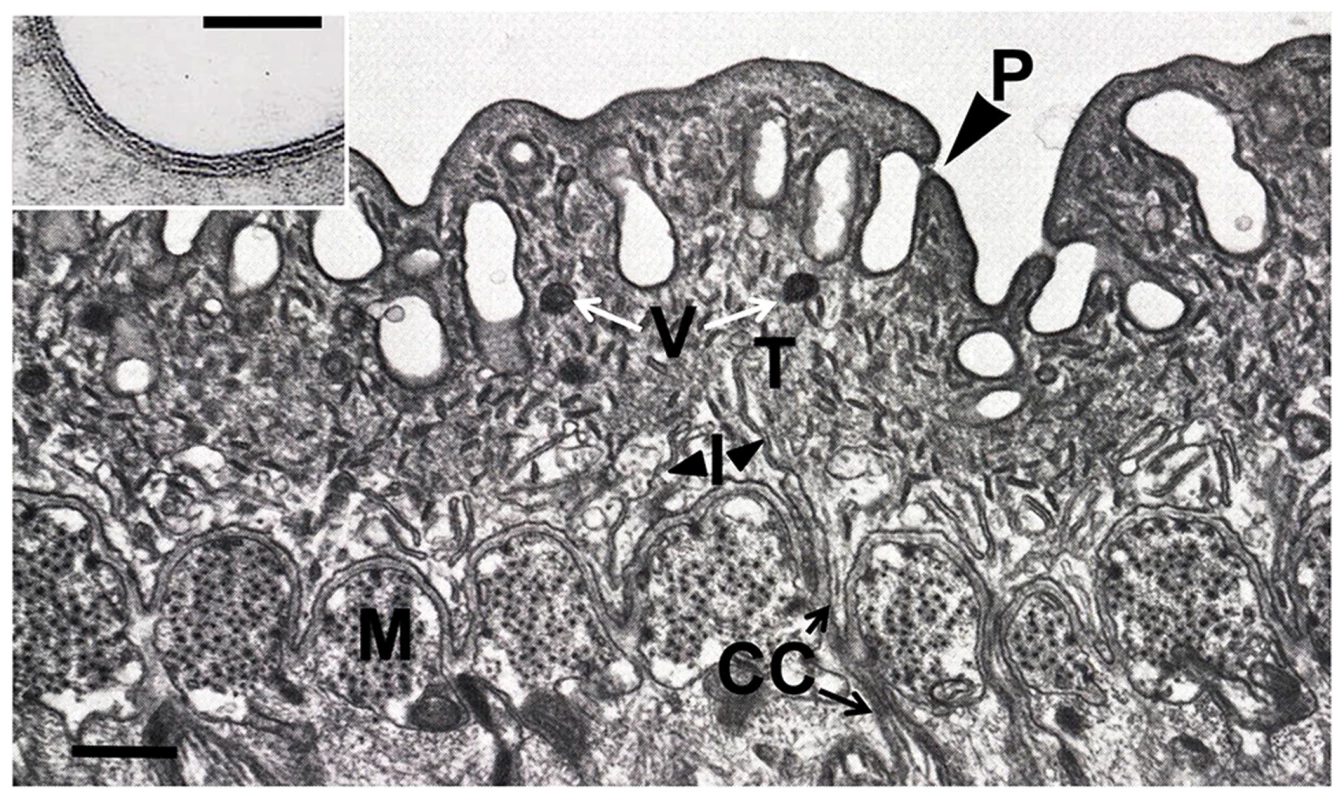The tegument of adult <i>S. mansoni</i>.
