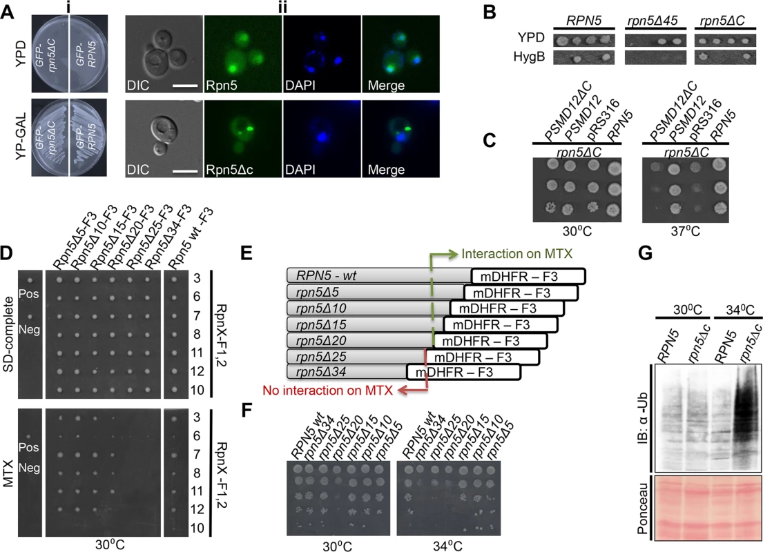 (A) (i) The expression of GFP-<i>RPN5</i> through a galactose inducible promoter can fully support cell growth.